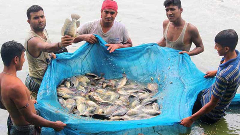 অভ্যন্তরীণ মৎস্য উৎপাদনে বাংলাদেশ বিশ্বে তৃতীয়