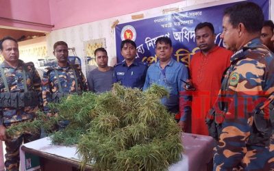ভাদুঘরে বাড়ির উঠানে গাঁজা চাষ, অবশেষে জব্দ