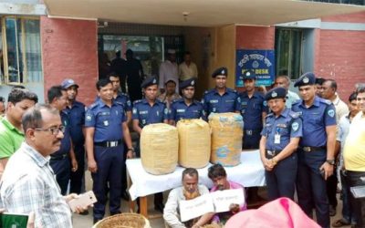 নবীনগরে গাঁজাসহ দুই মাদক পাচারকারী আটক