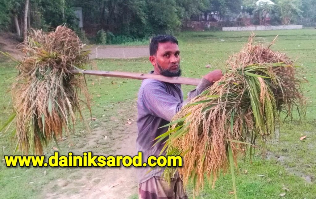 করোনার অশুভ থাবায় ক্ষতবিক্ষত কৃষকের স্বপ্নের ফসল