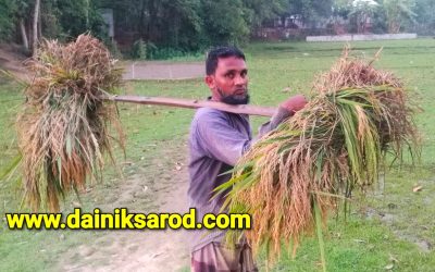 করোনার অশুভ থাবায় ক্ষতবিক্ষত কৃষকের স্বপ্নের ফসল
