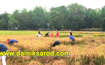 স্ত্রী-সন্তান নিয়ে ধান কাটতে হয়নি কৃষক মিন্টুর, পাশে দাঁড়ালো ছাত্রলীগ