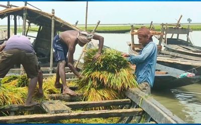 নাসিরনগরে ৮০হেক্টর ফসলি জমি পানির নিচে