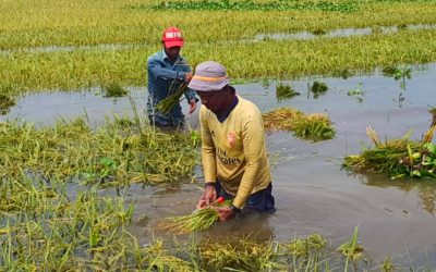 স্বপ্ন ফিকে নাসিরনগরের কৃষকের