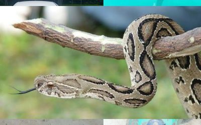 নাসিরনগরে বিষাক্ত ‘রাসেল ভাইপার’ সাপের কামড়ে যুবকের মৃত্যু