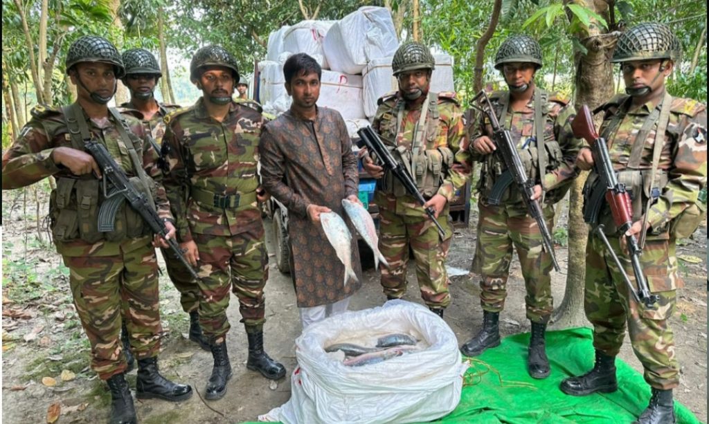 কসবায় ভারতে পাচারকালে পিকআপসহ ১০৫০ কেজি ইলিশ জব্দ