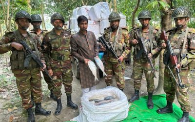 কসবায় ভারতে পাচারকালে পিকআপসহ ১০৫০ কেজি ইলিশ জব্দ