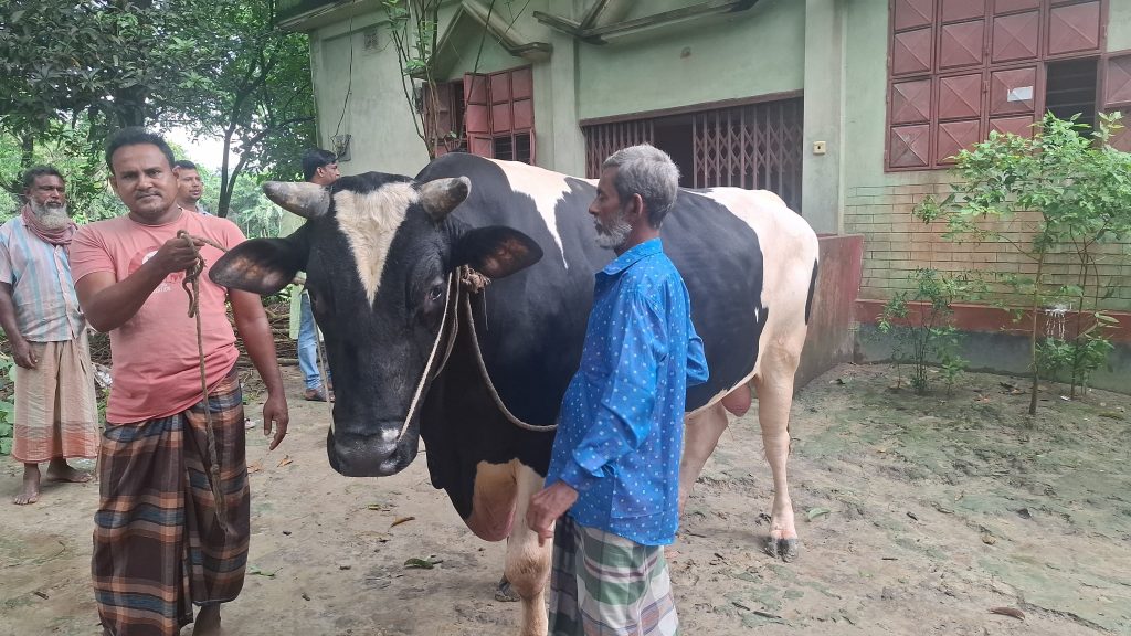 কুরবানির হাট কাঁপাবে নাসিরনগরের ‘কালো মানিক’