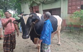 কুরবানির হাট কাঁপাবে নাসিরনগরের ‘কালো মানিক’