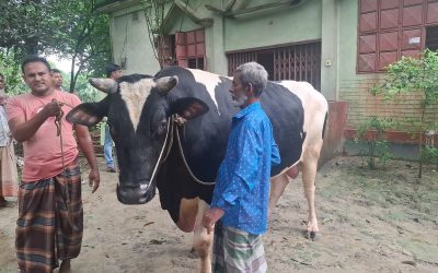 কুরবানির হাট কাঁপাবে নাসিরনগরের ‘কালো মানিক’
