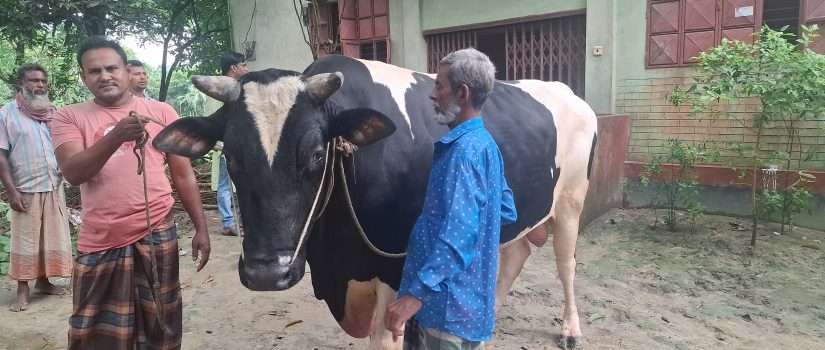 কুরবানির হাট কাঁপাবে নাসিরনগরের ‘কালো মানিক’