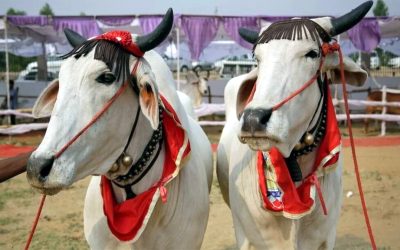 কোরবানির পশু নিয়ে বিউটি কনটেস্ট!