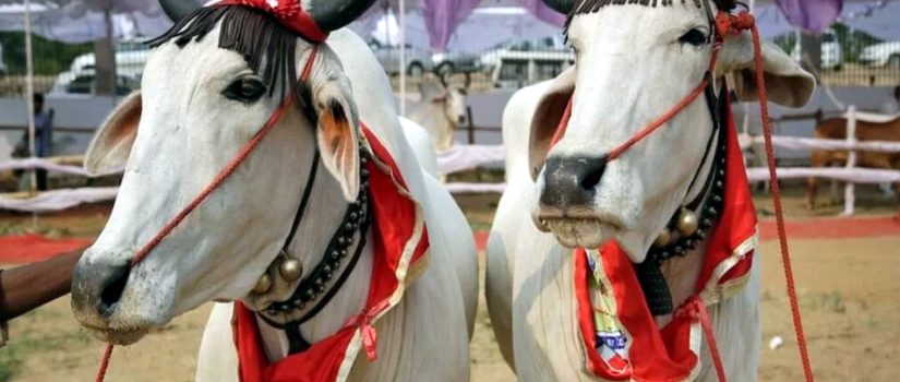 কোরবানির পশু নিয়ে বিউটি কনটেস্ট!