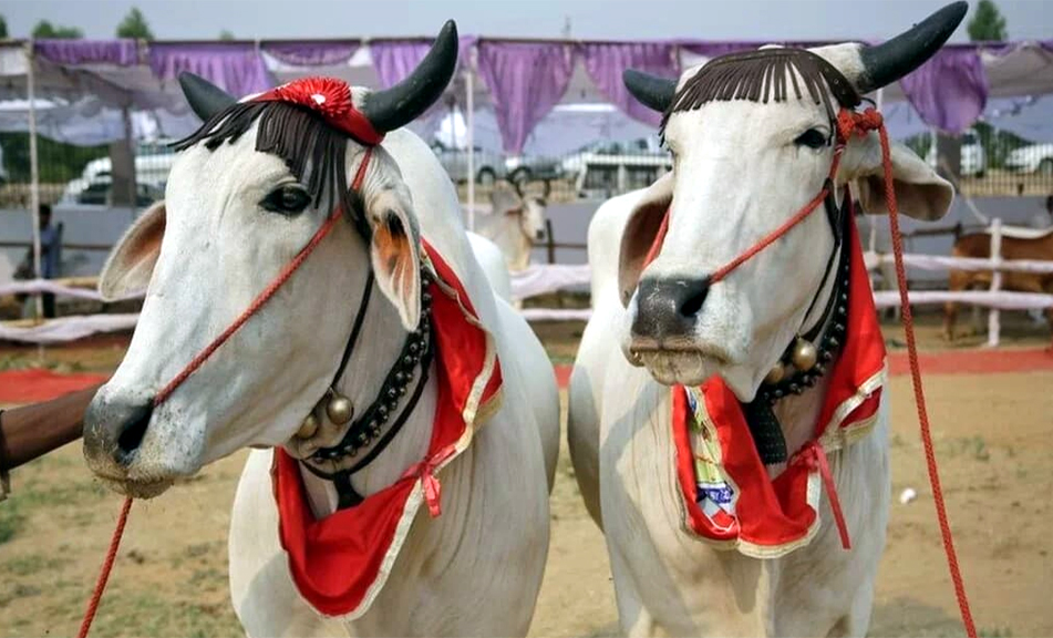 কোরবানির পশু নিয়ে বিউটি কনটেস্ট!