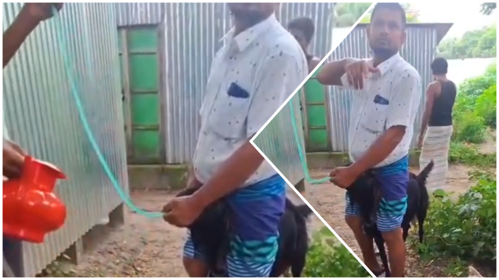 পাইপ দিয়ে পানি খাইয়ে ছাগল মোটাতাজা, গা ঢাকা দিয়েছেন ছাগলের মালিক