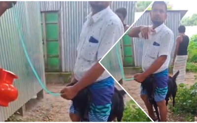 পাইপ দিয়ে পানি খাইয়ে ছাগল মোটাতাজা, গা ঢাকা দিয়েছেন ছাগলের মালিক