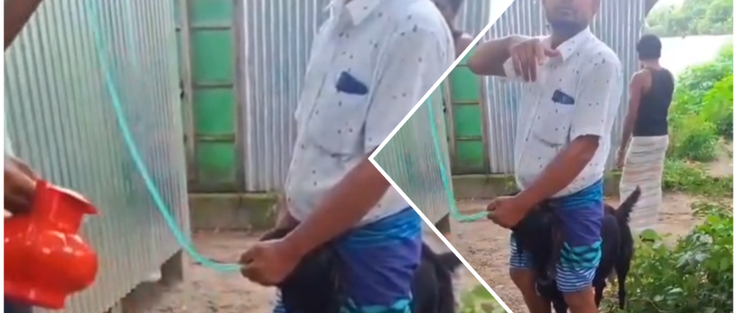 পাইপ দিয়ে পানি খাইয়ে ছাগল মোটাতাজা, গা ঢাকা দিয়েছেন ছাগলের মালিক