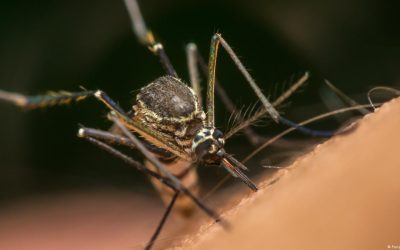 দেশে ডেঙ্গু সংক্রমণ দ্রুত বাড়ার শঙ্কা