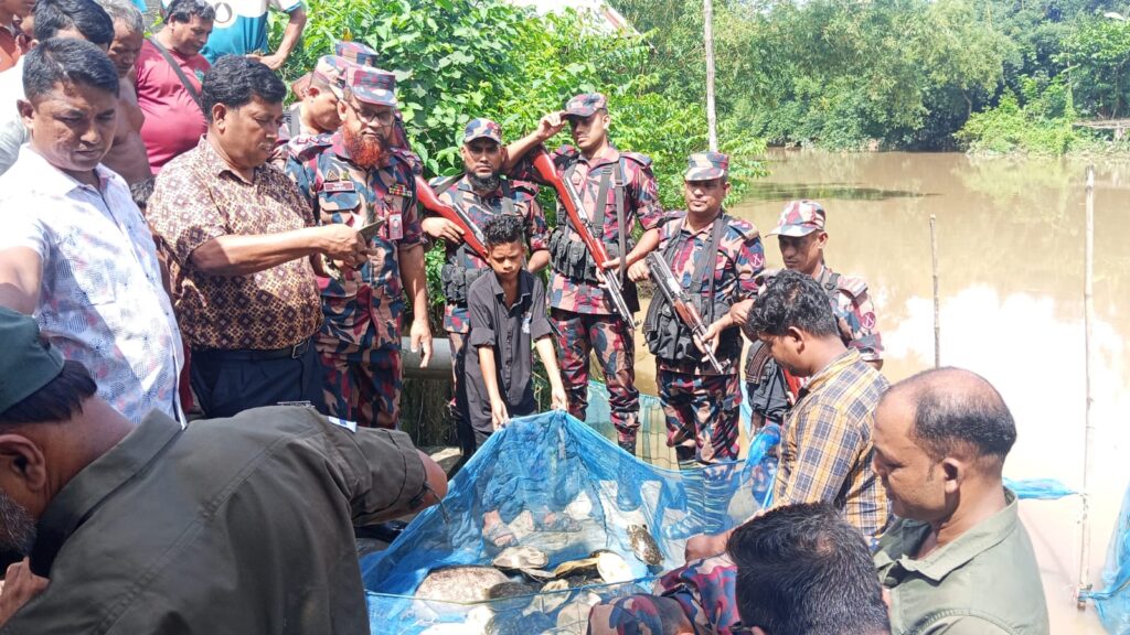 কসবায় বিজিবির অভিযানে ৬৫টি কচ্ছপ উদ্ধার