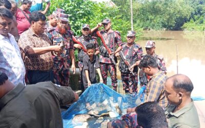 কসবায় বিজিবির অভিযানে ৬৫টি কচ্ছপ উদ্ধার