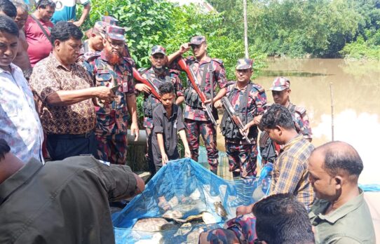 কসবায় বিজিবির অভিযানে ৬৫টি কচ্ছপ উদ্ধার