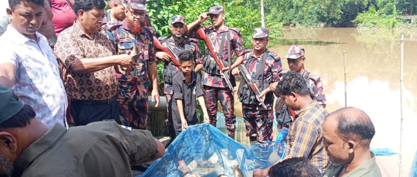 কসবায় বিজিবির অভিযানে ৬৫টি কচ্ছপ উদ্ধার