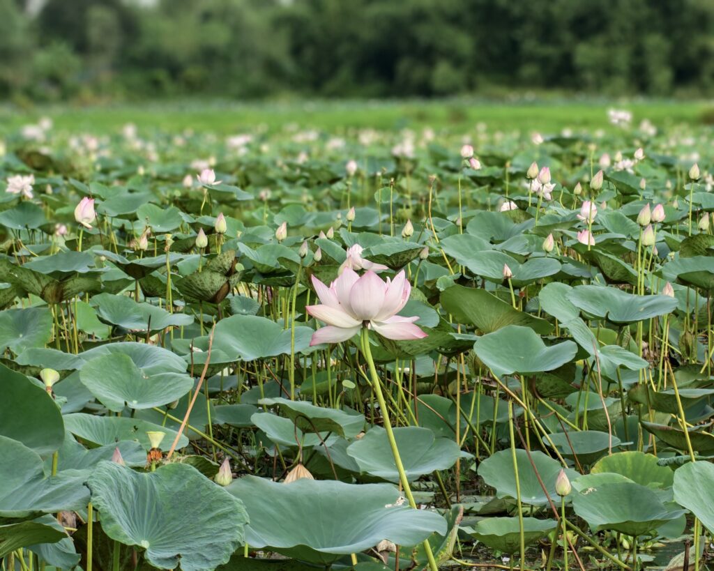 ঘাঘুটিয়া পদ্মবিলে শরতের অমল আমন্ত্রণ